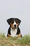 GRAND BOUVIER SUISSE 087